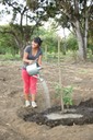 Watering the citrus trees